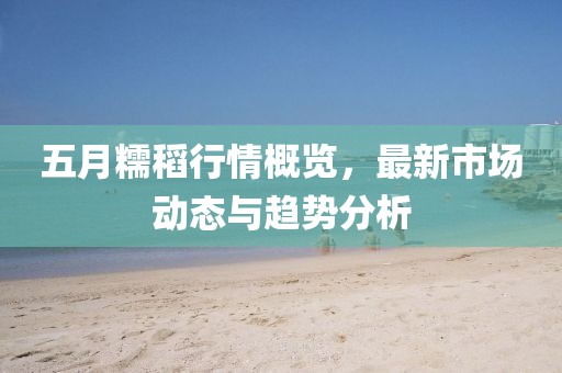 五月糯稻行情概覽，最新市場動態(tài)與趨勢分析