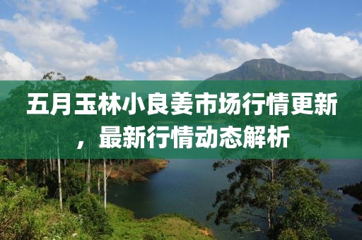 五月玉林小良姜市場(chǎng)行情更新，最新行情動(dòng)態(tài)解析