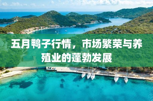 五月鴨子行情，市場繁榮與養(yǎng)殖業(yè)的蓬勃發(fā)展