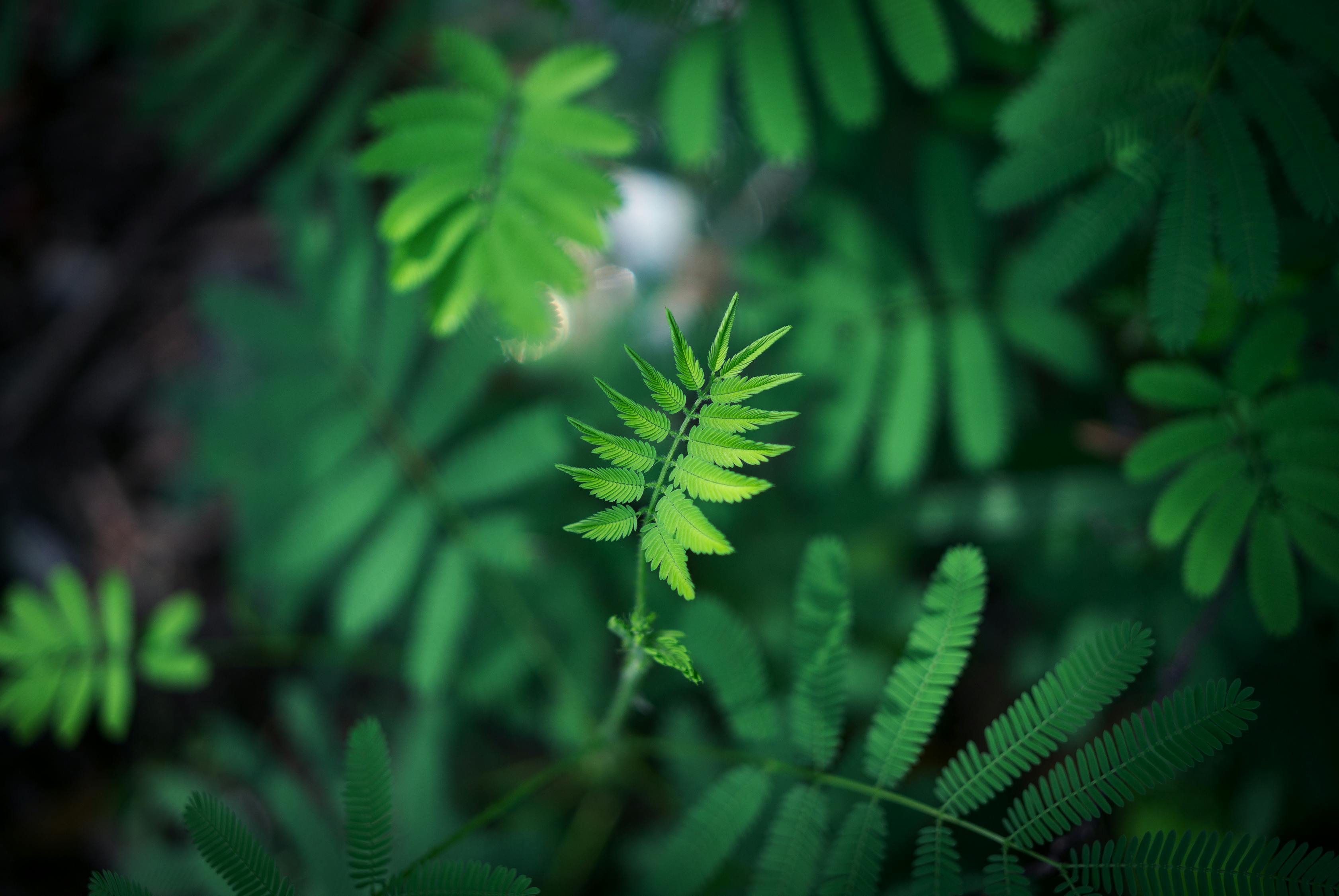 三伏天的魅力與挑戰(zhàn)，獨特氣候下的體驗與應(yīng)對