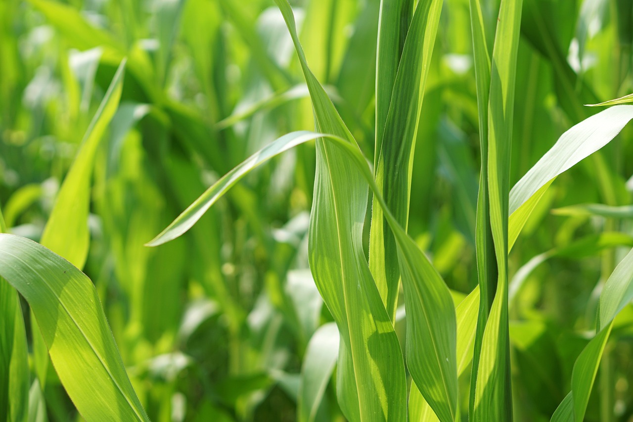 大蔥價(jià)格最新行情走勢分析與預(yù)測