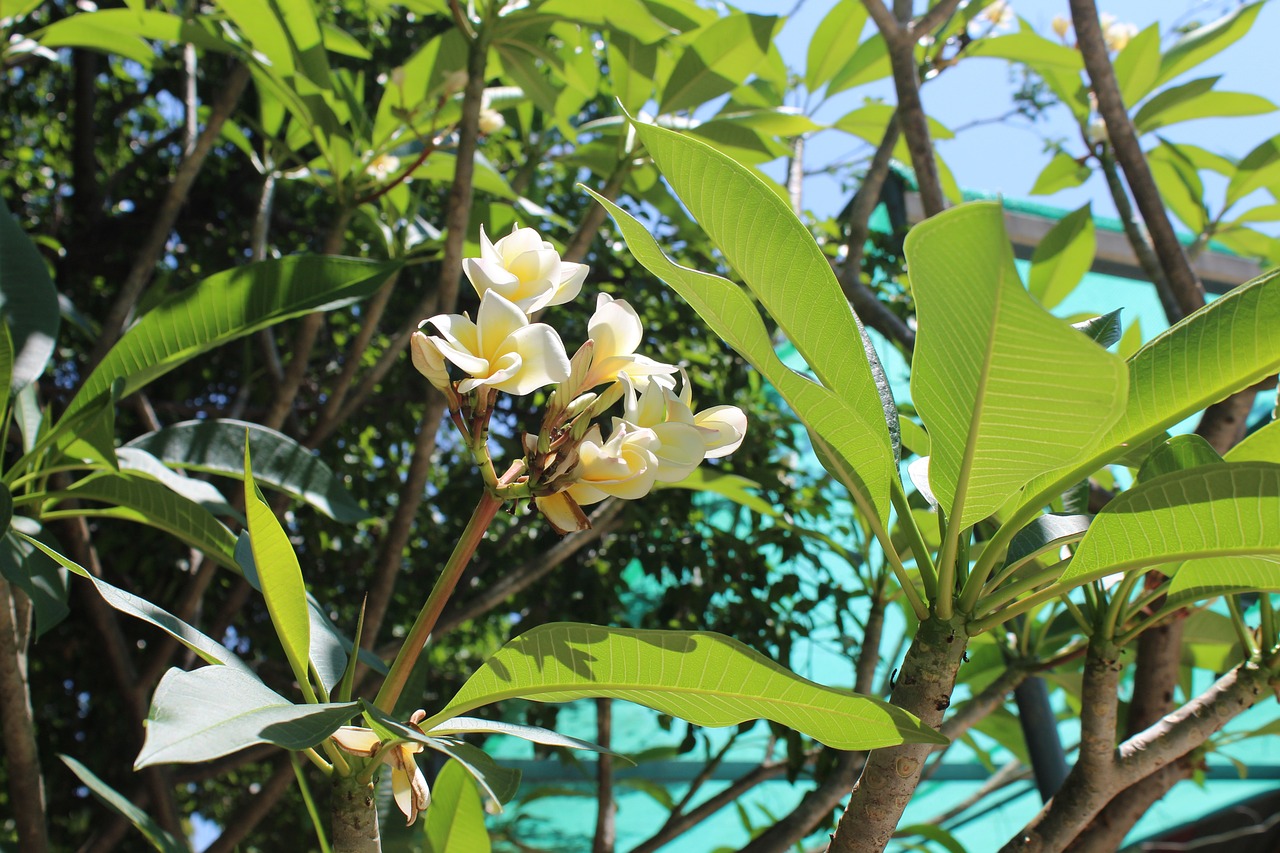 朱麗倩最新消息更新，獨(dú)家報(bào)道揭秘朱麗倩最新動(dòng)態(tài)
