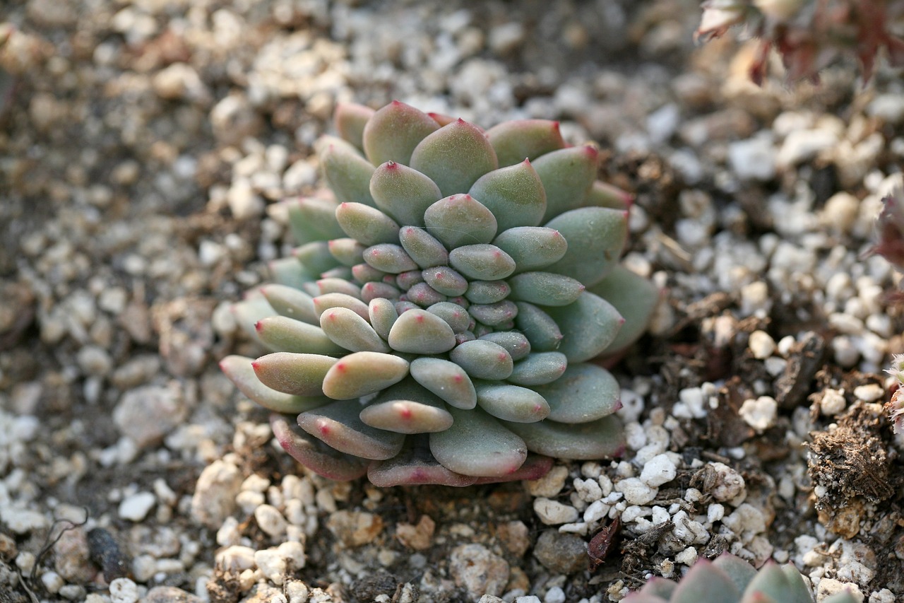 最新多肉植物，自然之美的獨特展現(xiàn)