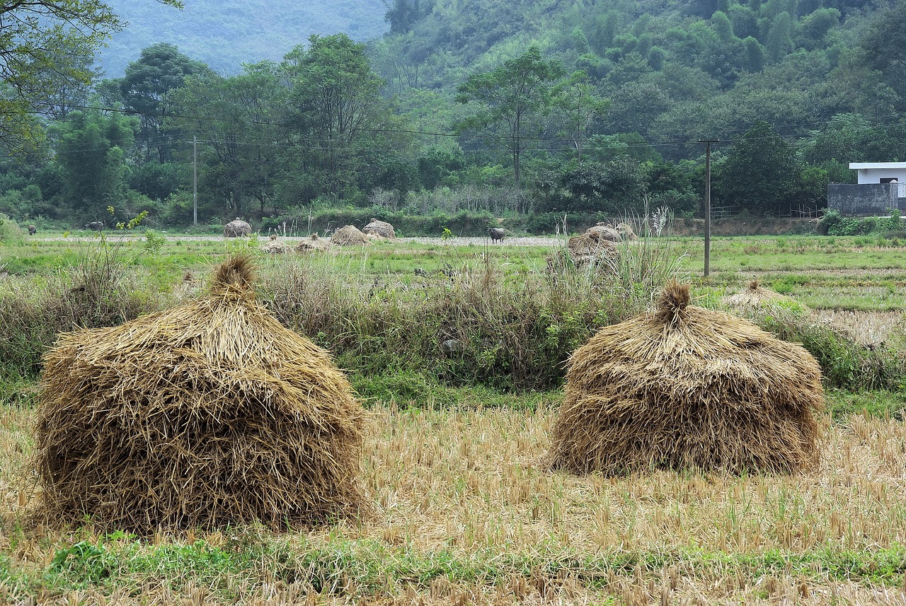 臺灣選舉最新動態(tài)更新